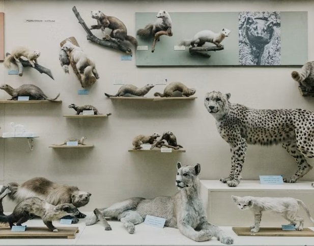 Taxidermia de mascotas