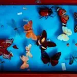 TAXIDERMIA DE MASCOTAS