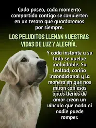 frases, reflexiones de despedida de mascota